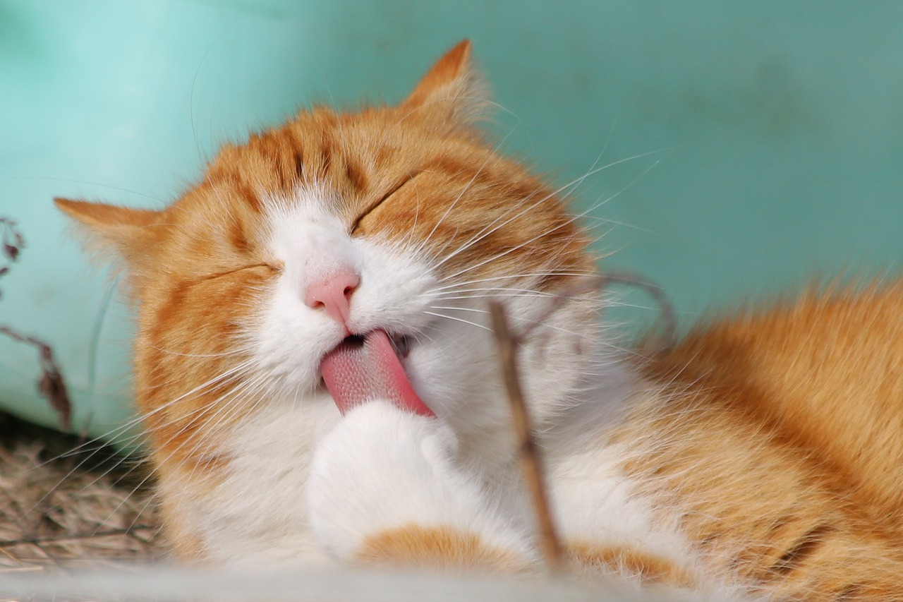 Cat Vet