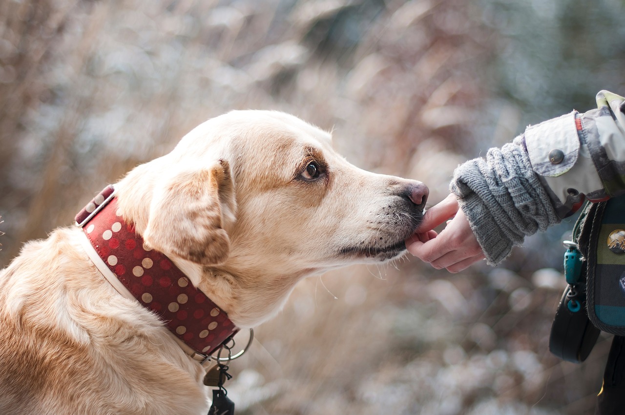 Dog Heatlh Insurance