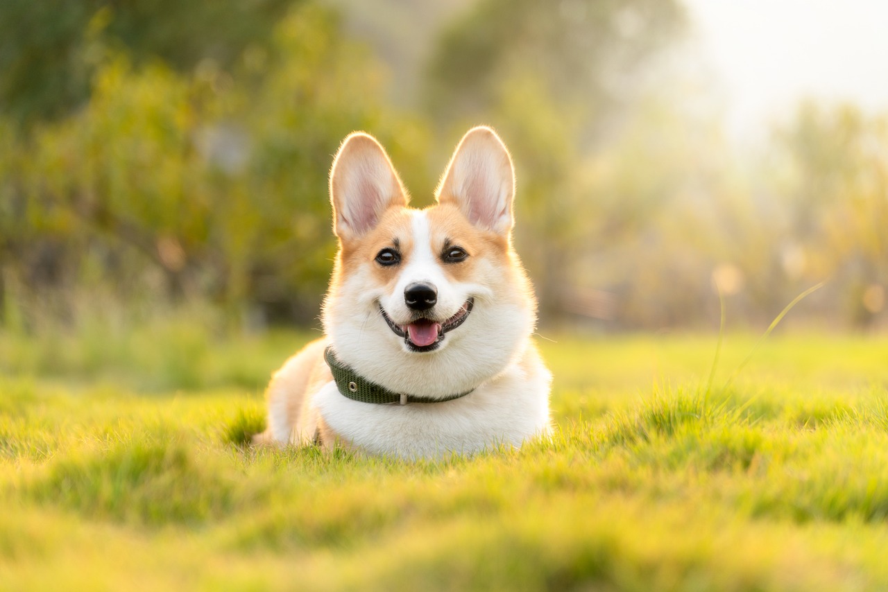 Dog Bone Health