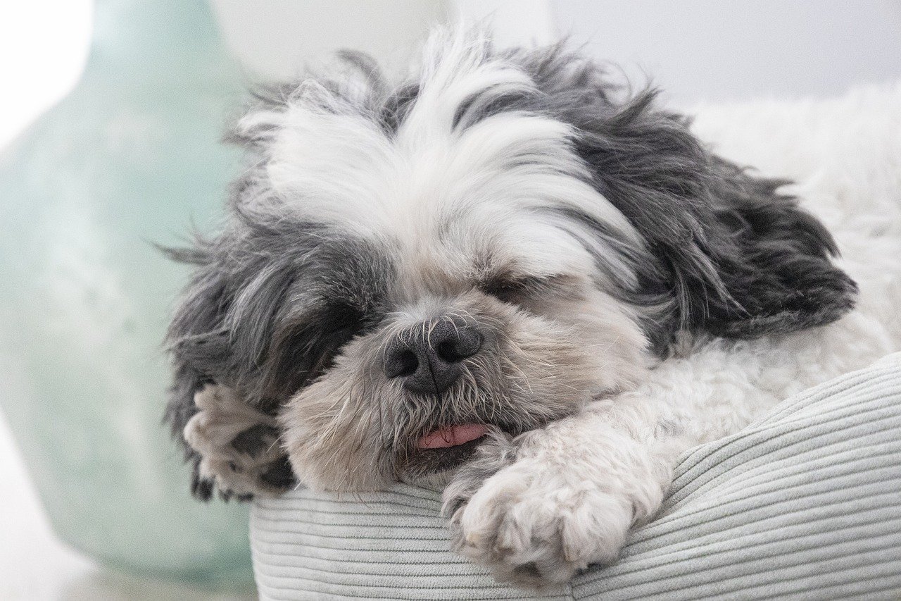 Pet Insurance