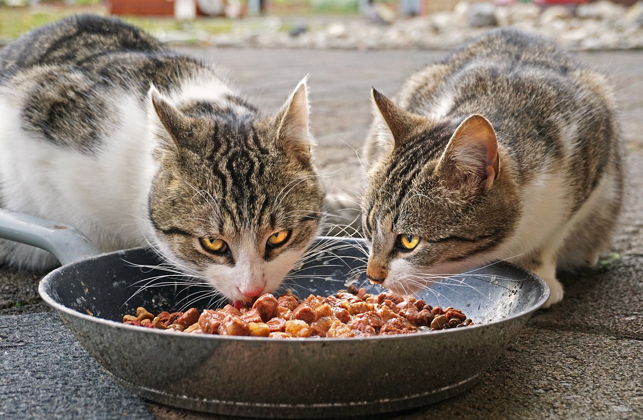 Cat Health