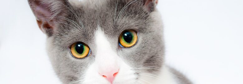 The Cat Care Clinic