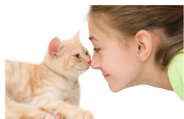 Cat Care Clinic of the Nyacks