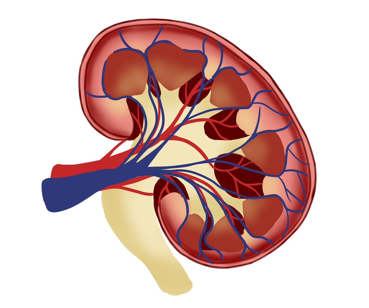 Urologist