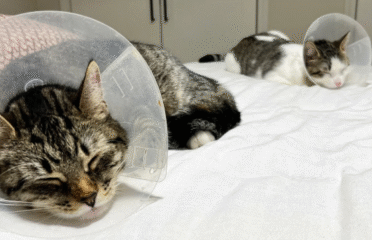 East Hartford Animal Clinic