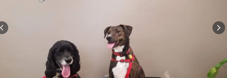 Loving Touch Animal Clinic