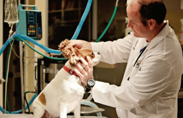 Peachtree Hills Animal Hospital