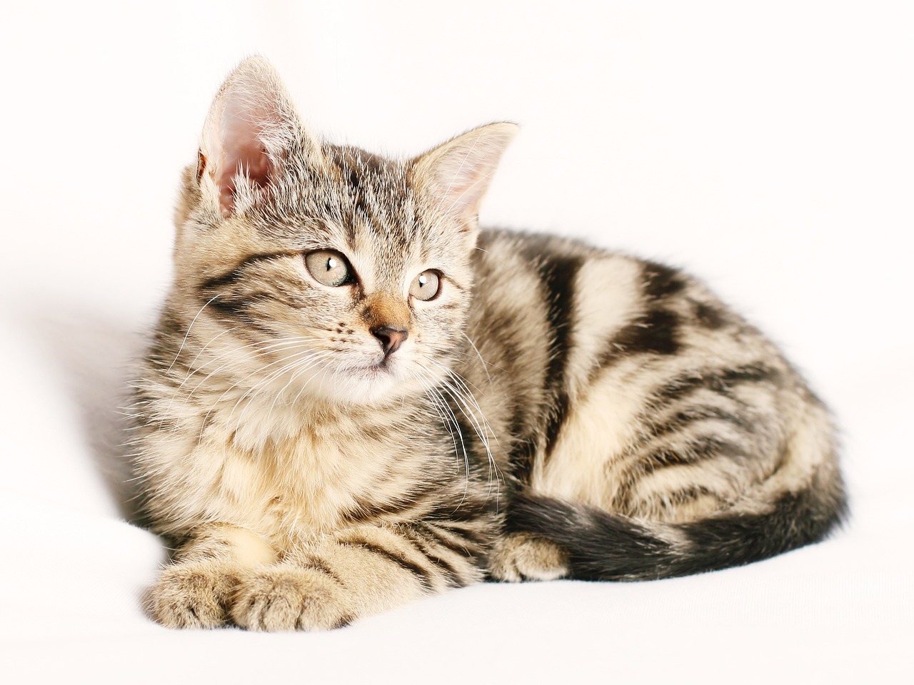 Cat Foods for Diabetic Cats