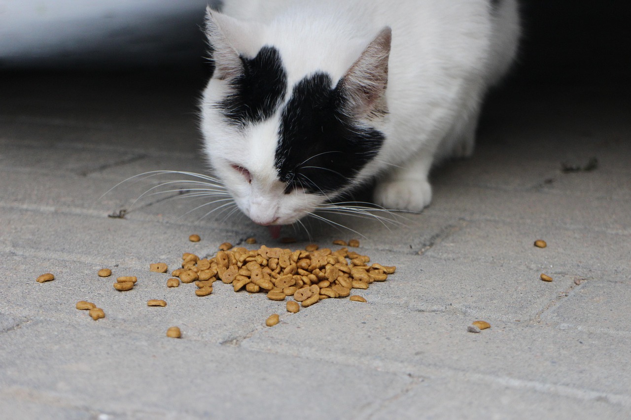Cat Food Homemade