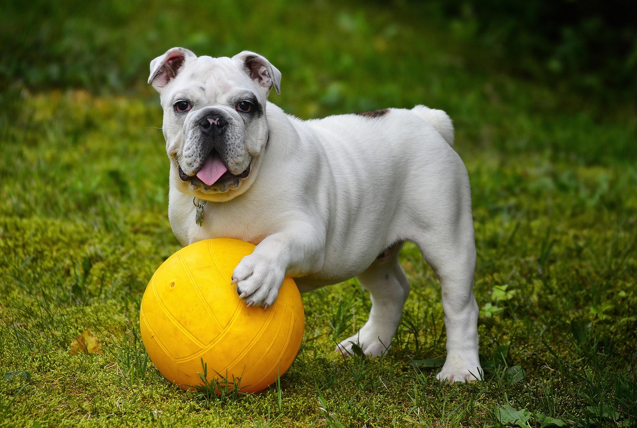 Dog Mental Health